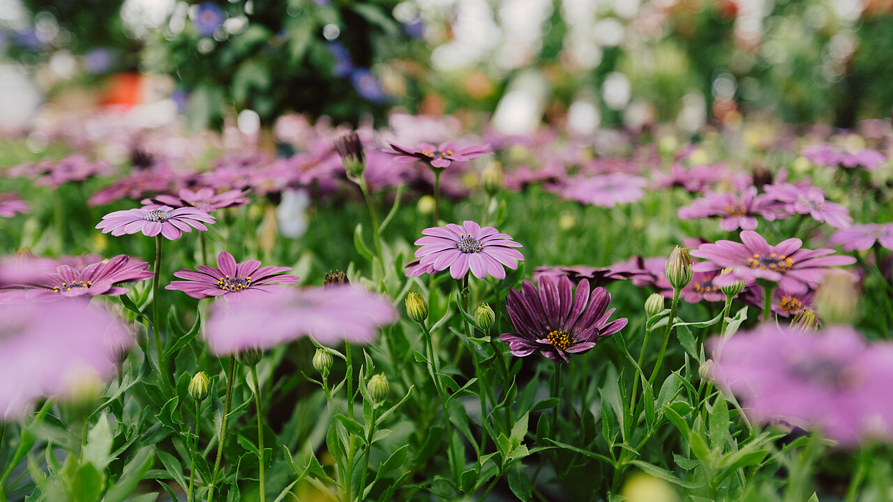 Veranstaltungen & Aktuelles Gärtnerei Bachleitner KG